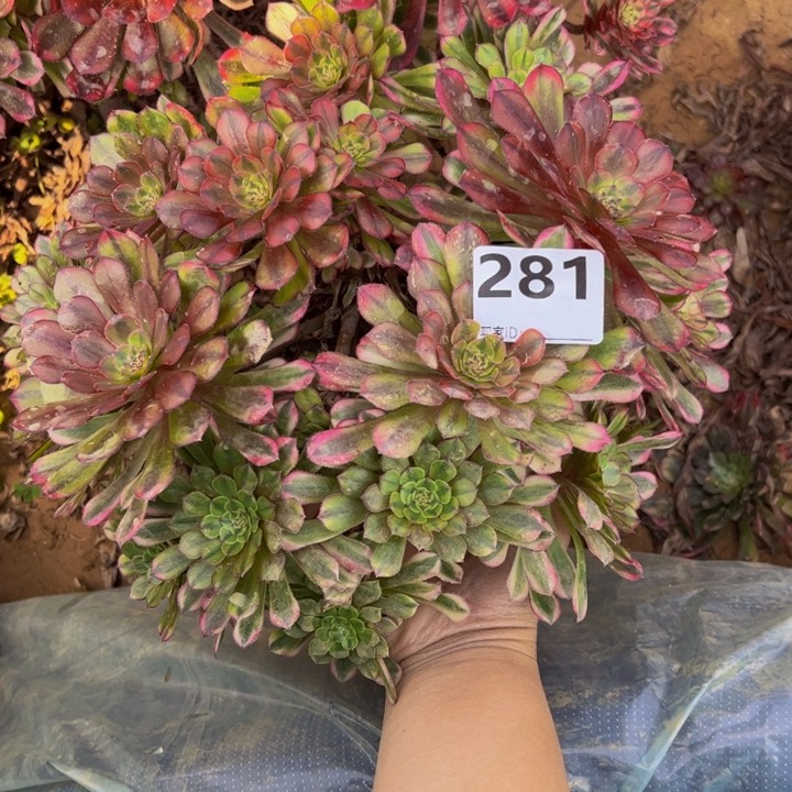 祝融砍头多肉植物281