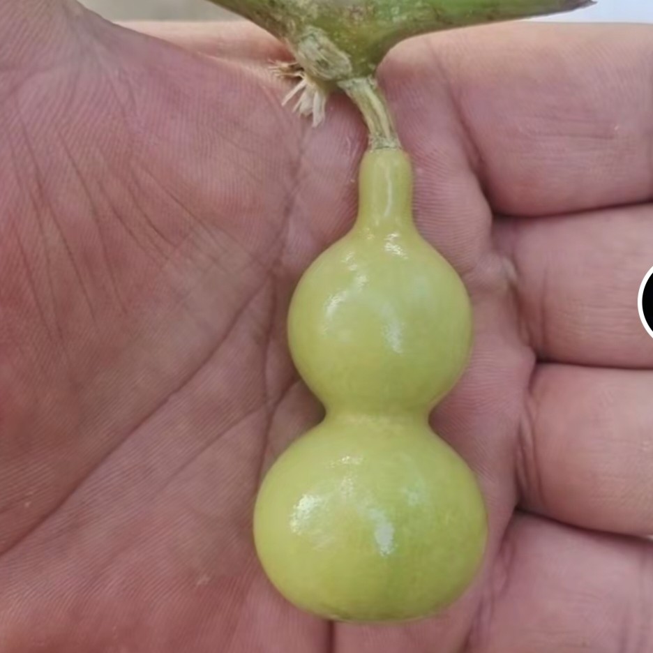 天然小葫芦手把件文玩带龙头盘玩专用福禄葫芦