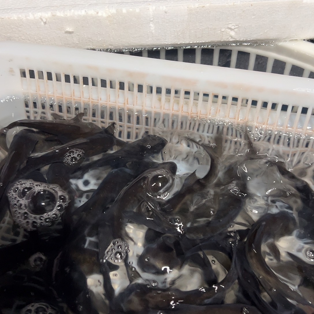 花鲢鱼1筐，明天安排顺丰