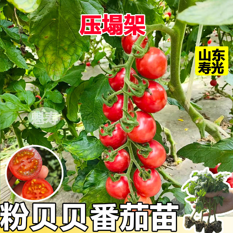 超甜粉贝贝小番茄秧苗高产薄皮番茄春秋四季庭院阳台盆栽种植包邮