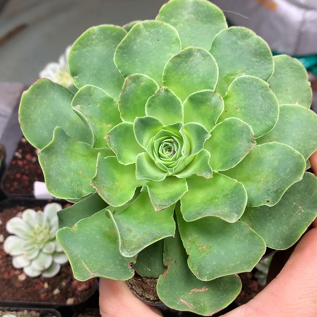 墨幽蕾丝446山地玫瑰