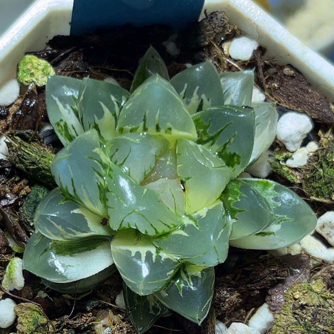 恭喜发财大吉大利955