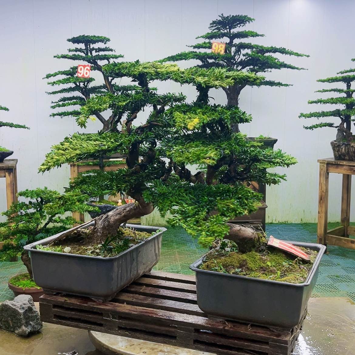 【闪购商品】无花朵