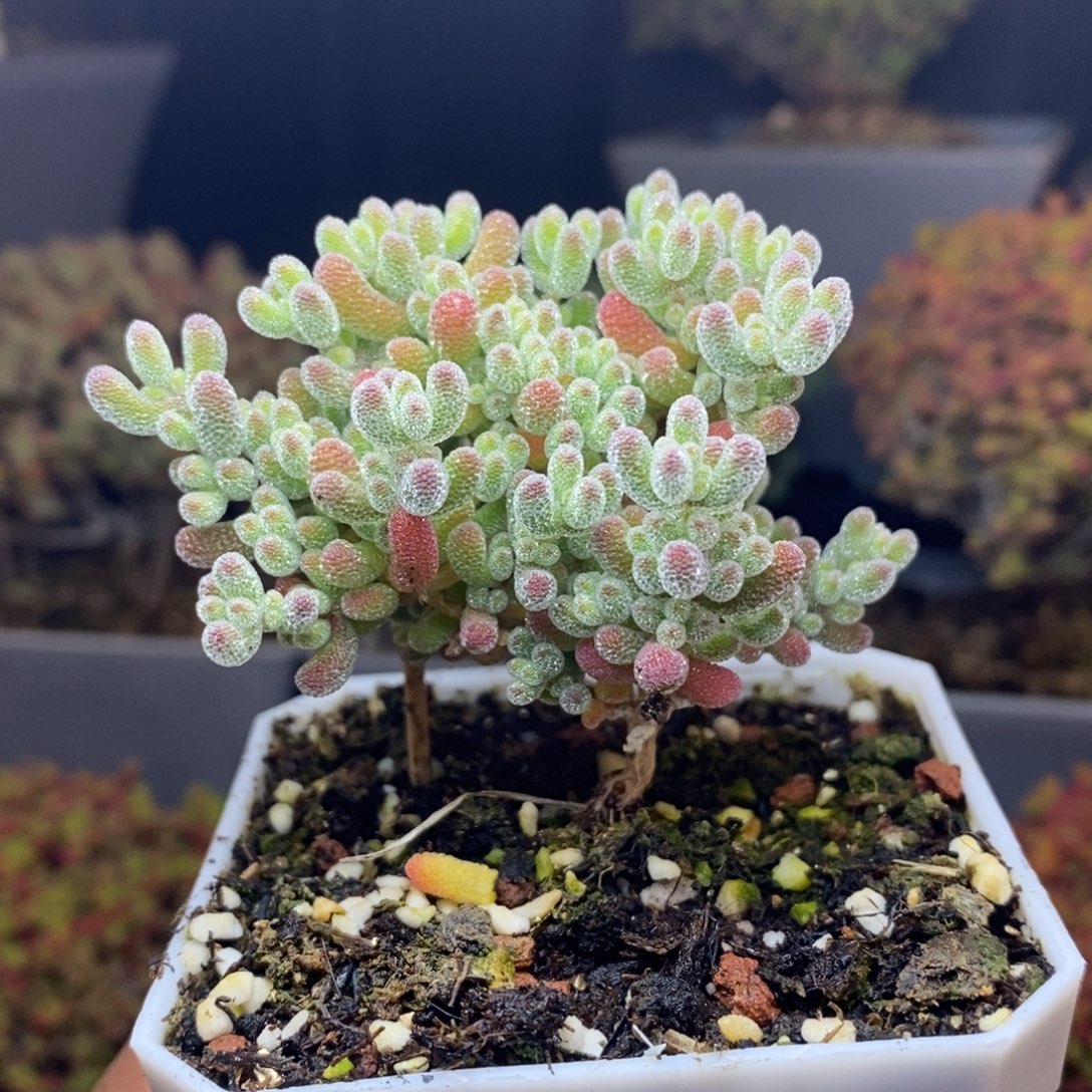 无花朵45号实生冰晶枝干