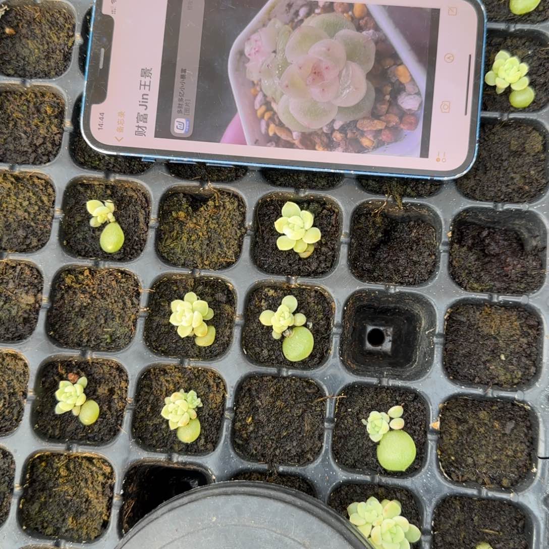 财富璟穴一个满25包邮