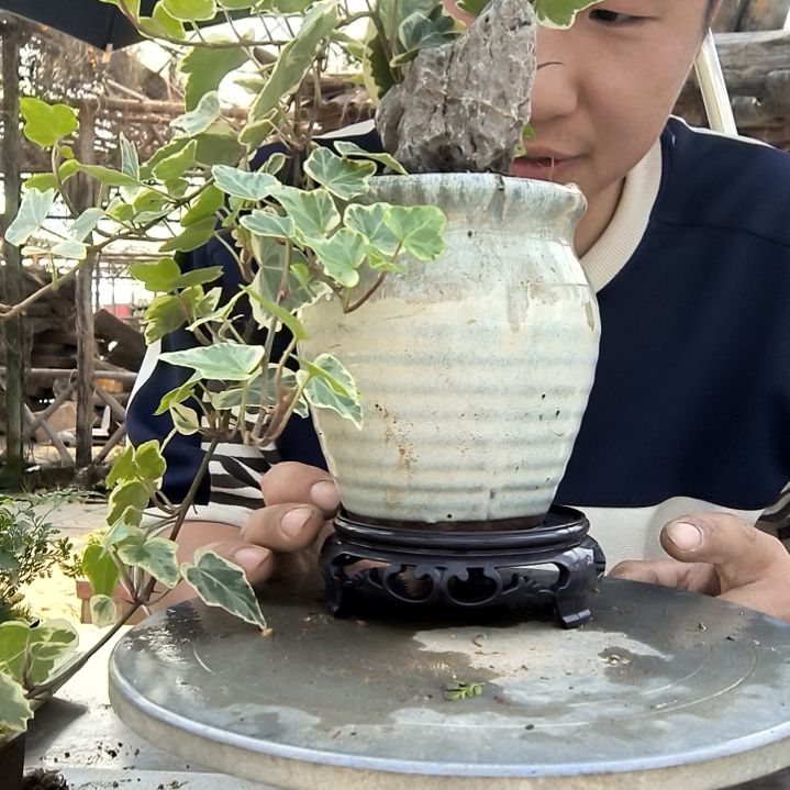 ?小盆景小植物一物一拍106
