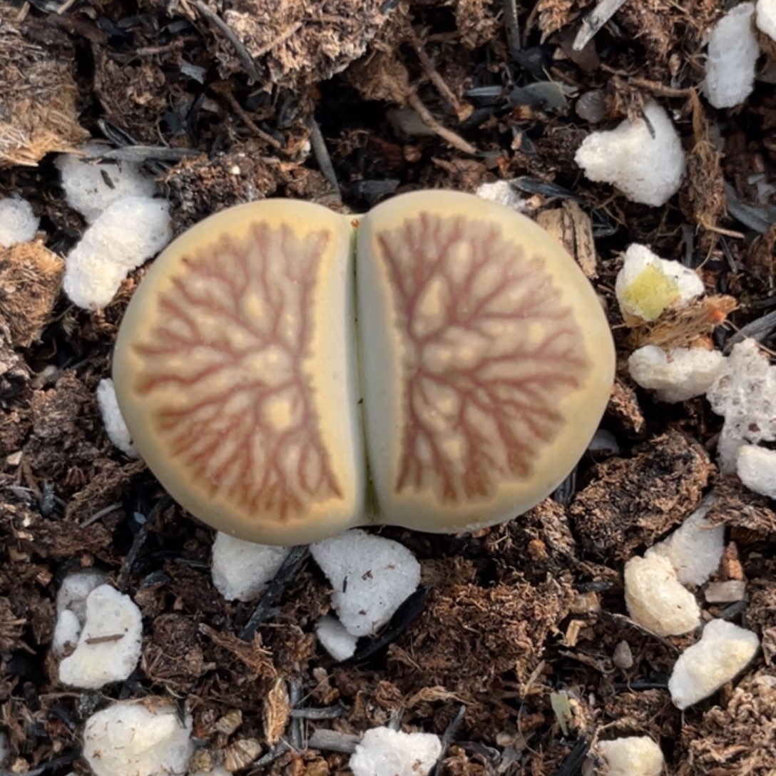 非偏远满20包邮675