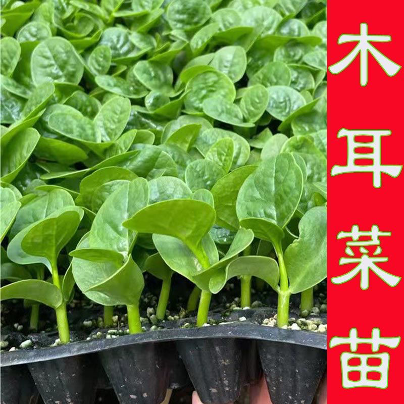 木耳菜幼苗圆叶阳台盆栽多次采摘四季秧苗春秋蔬菜种子木耳菜菜苗