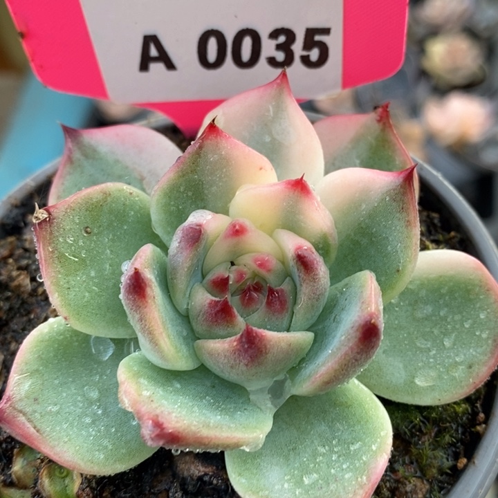 035锦锦锦锦锦锦锦锦云