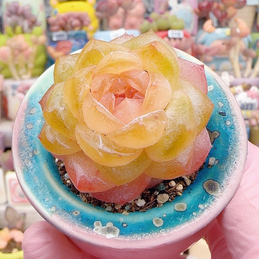 L 糖心粉钻 盆口4cm