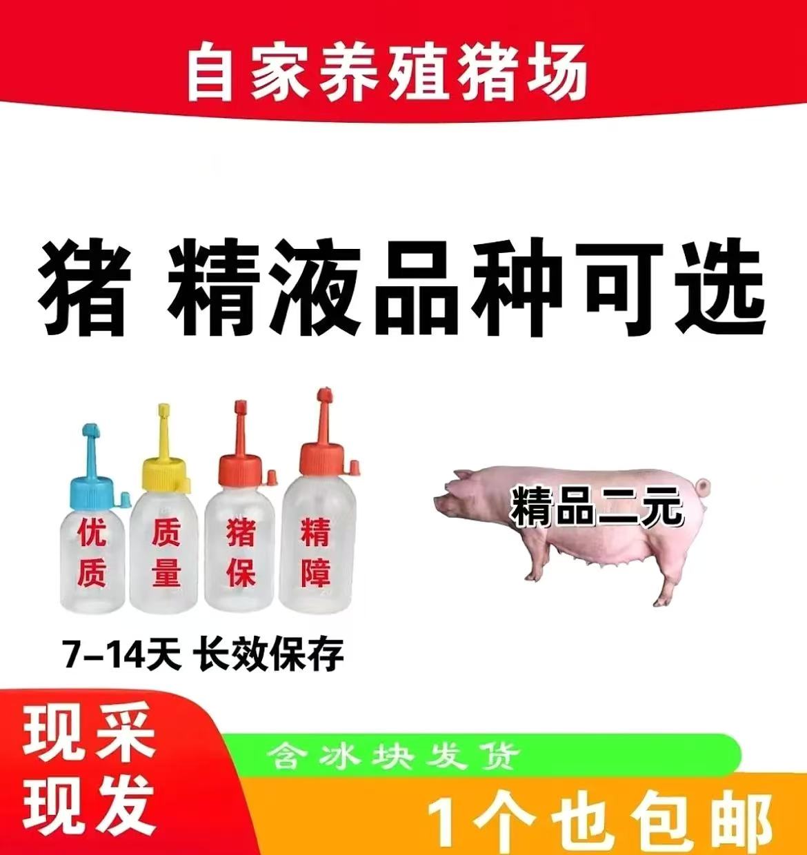 二元种公精液一件包邮包对版生态养殖批发输精管猪用耗材