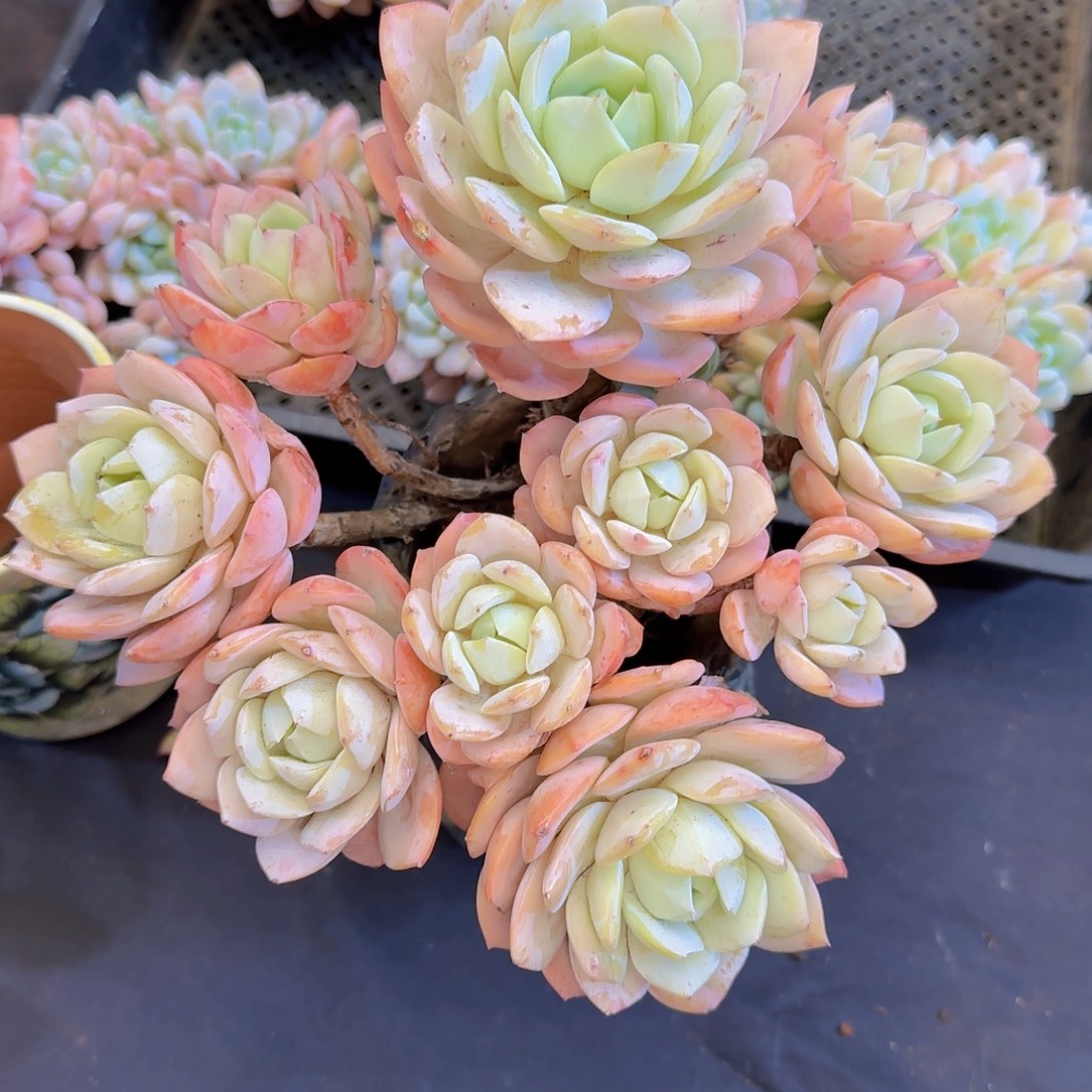 瑾***怡多肉植物的生长发育和生长