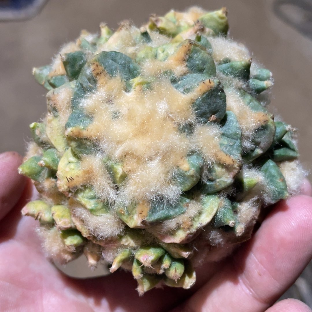 岩牡丹锦 905 仙人球