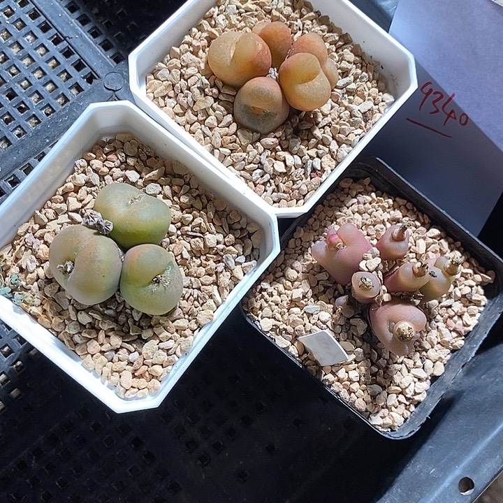 漆***涟29340。   一组。 一组。   