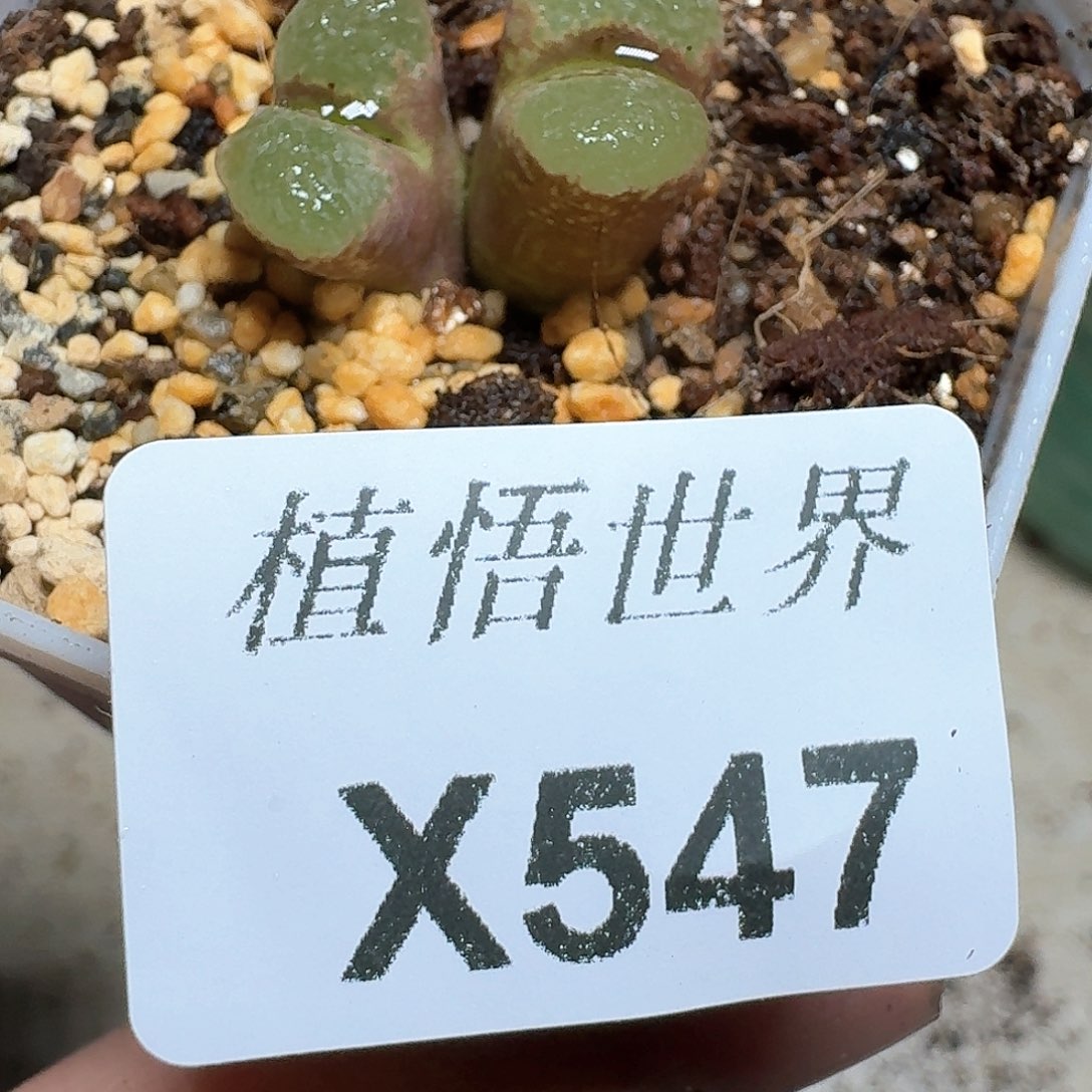 547号多肉植物哇f g