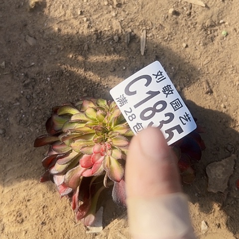 1835多肉植物法师法师缀化