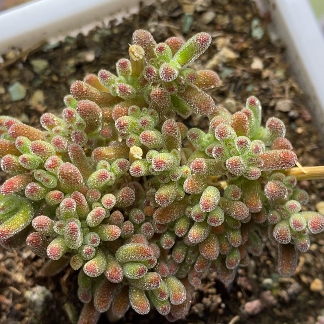 冰晶杂枝干番杏A524