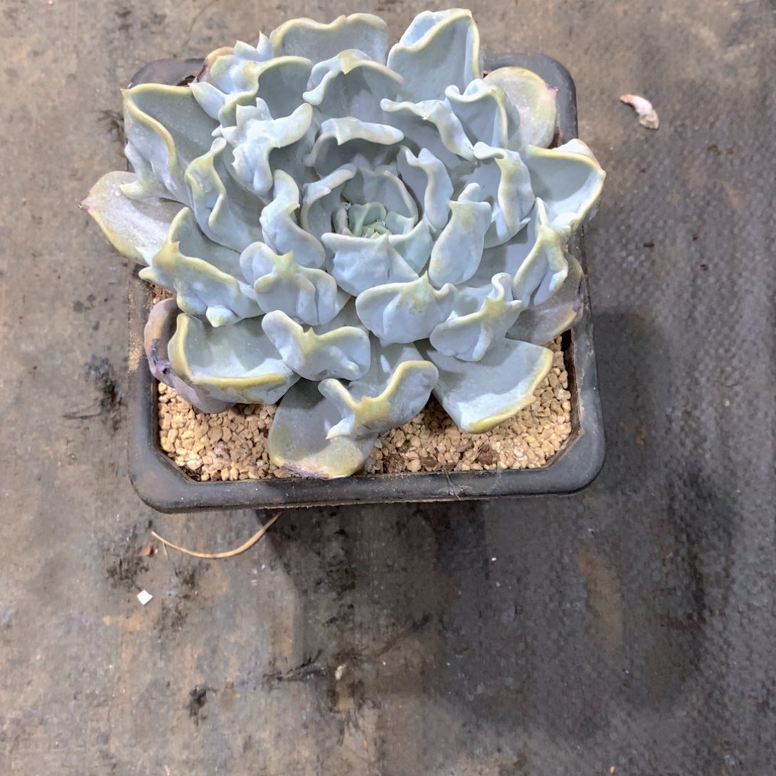 迪***主金仙子多肉植物老桩