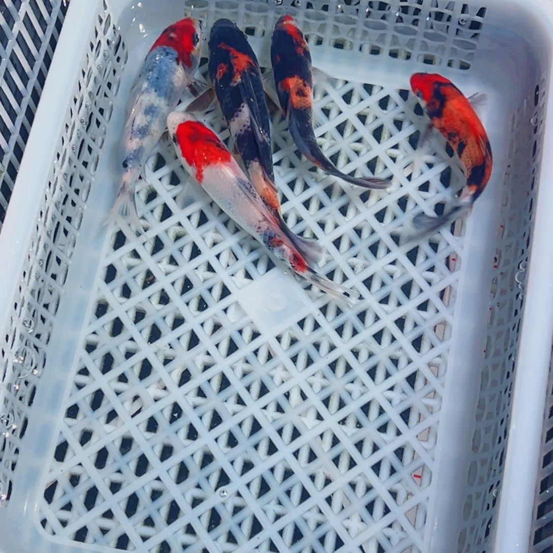 锦鲤锦鲤观赏鱼1111