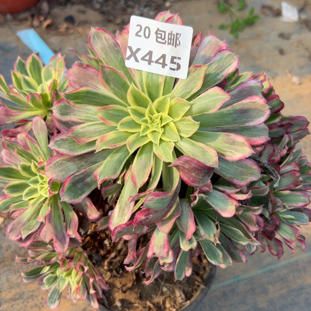 445天荷，满20包邮