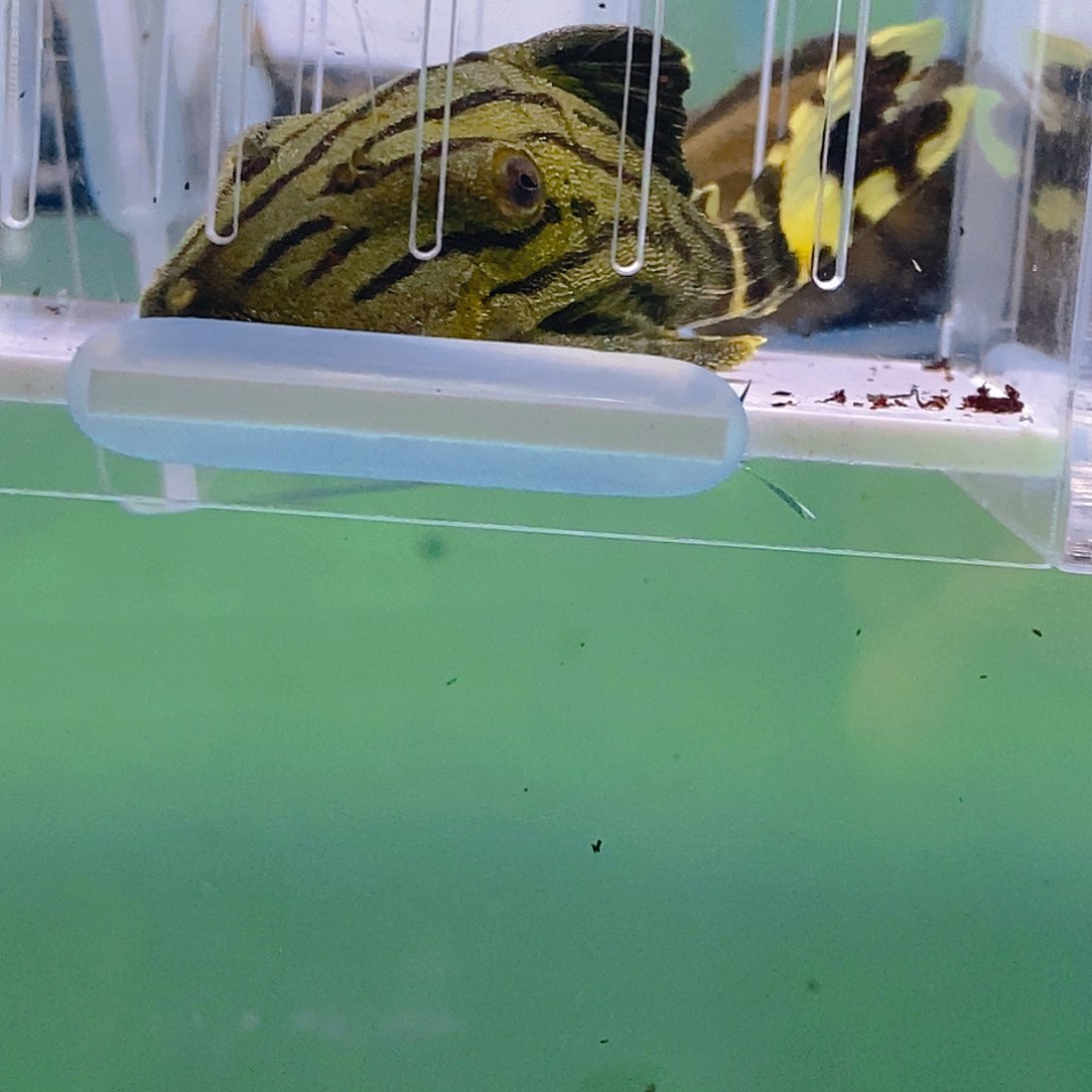 清道夫鱼鳄鱼哥绿18号