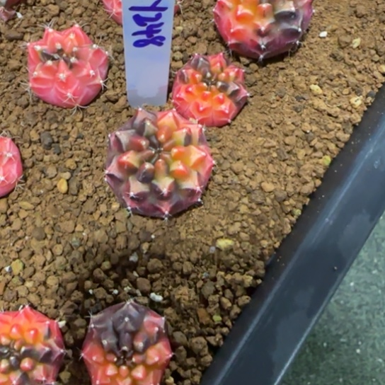 248-0122泰国发货梦想锦多肉