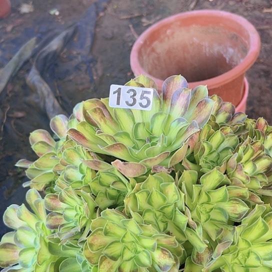 皇***播多肉植物一种少华