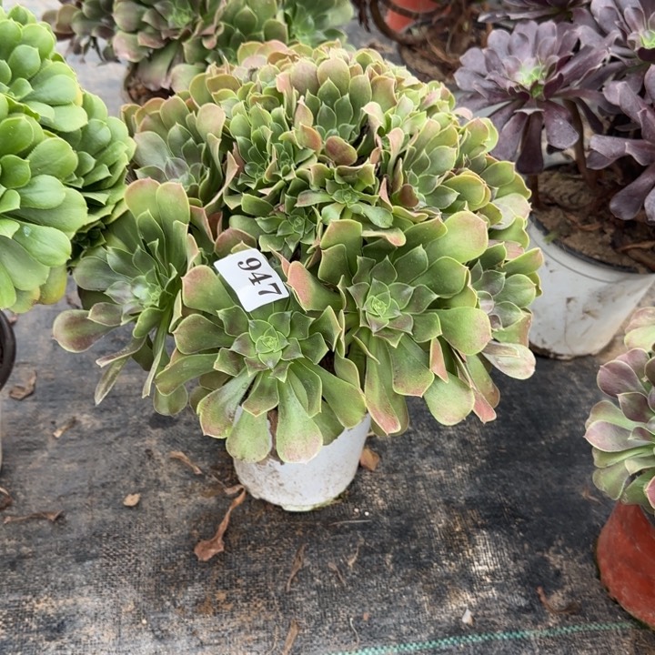 L****947荷兰玫瑰。        