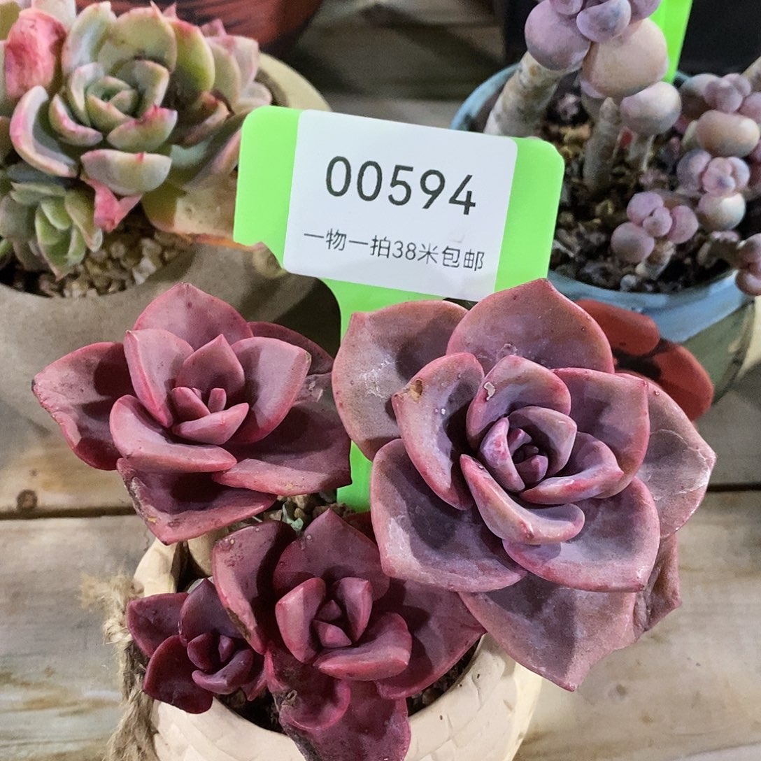 00594，奎好啦句蜗牛