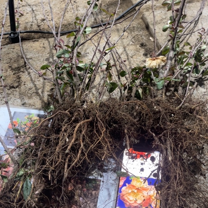 司牡丹海棠花一颗苗