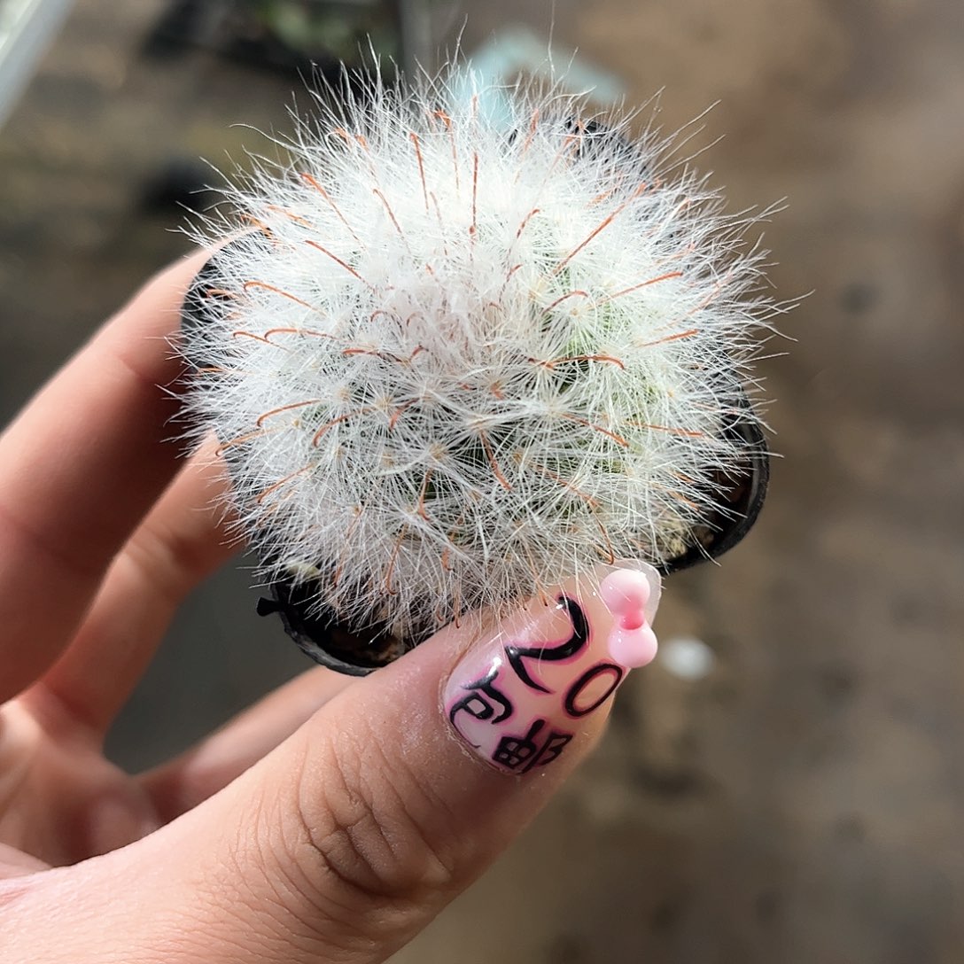 丽光殿单头发货有根发货