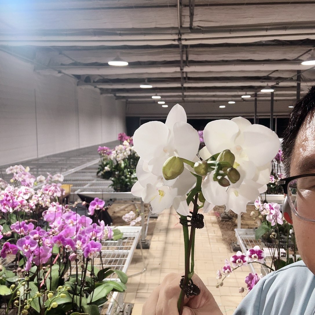 完全开放白天鹅3.0加高dai花苞
