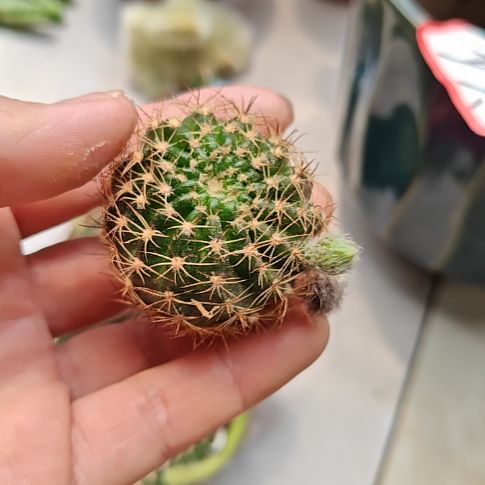 荷花系列金，银，bir三种侧芽3㎝左右