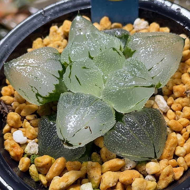 762巨大化冰玉鸾母本