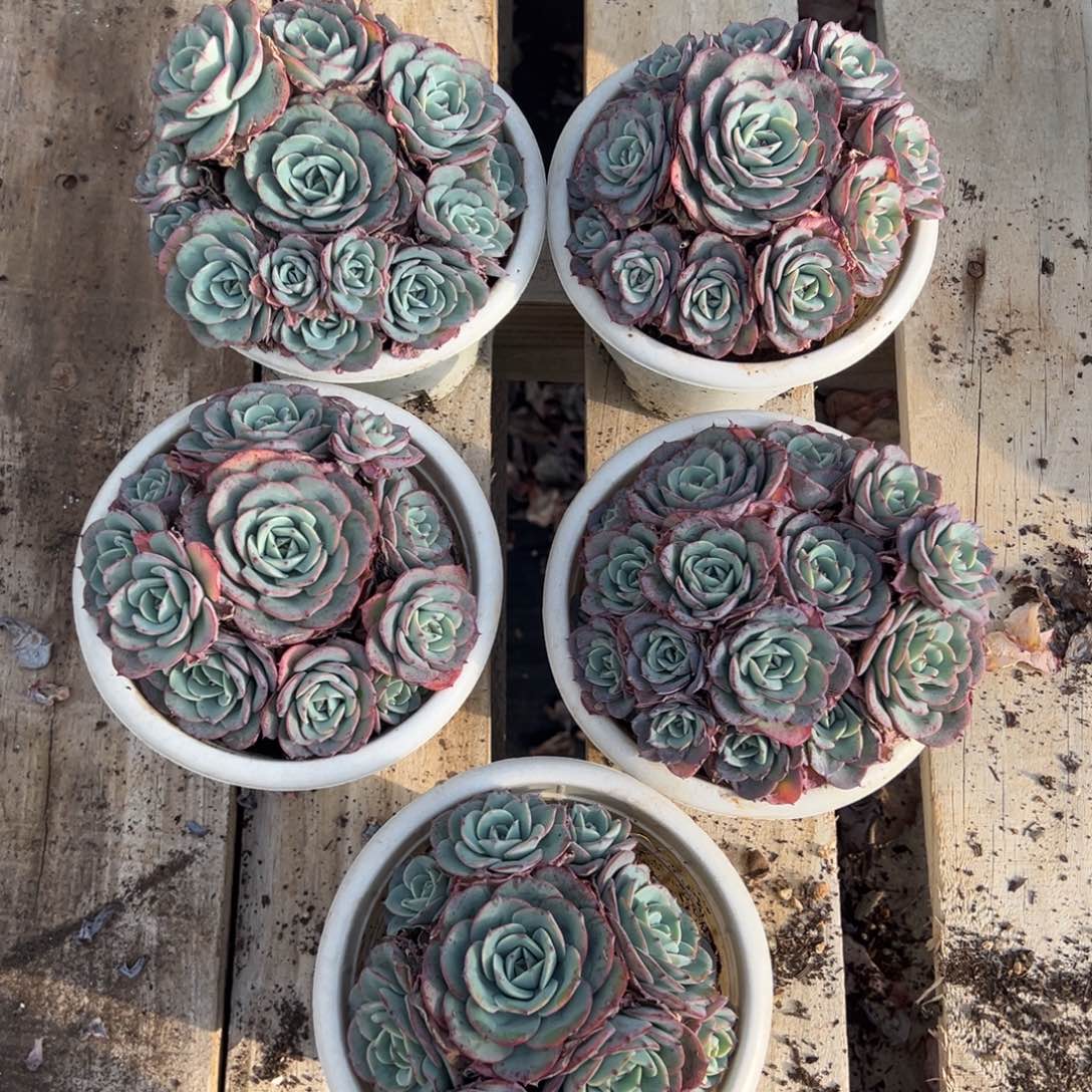 奶油黄桃，图中任意一颗，尺寸12+