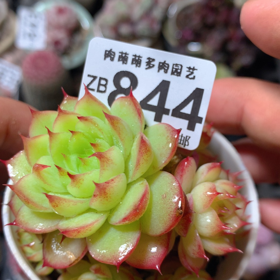 5CM拇指盆精控多肉ZB844