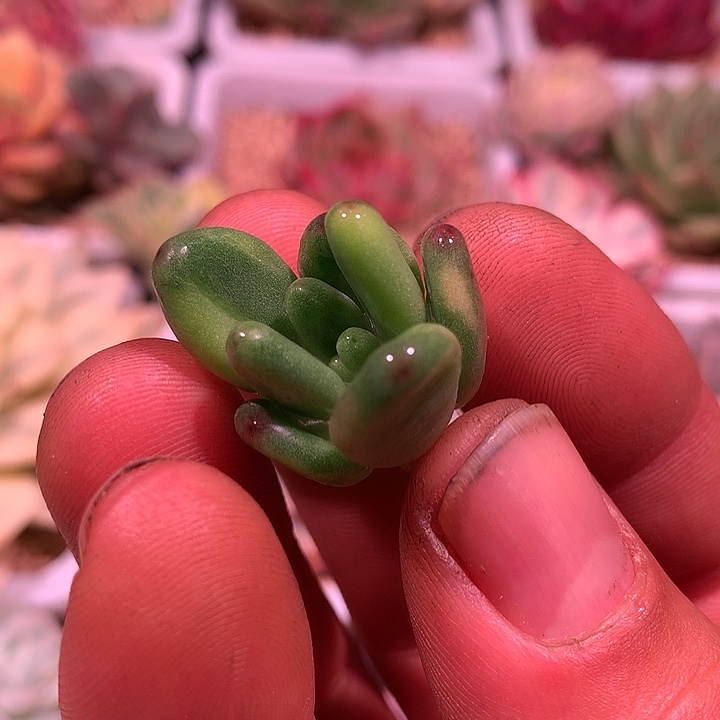 苹果奶锦，拉丝锦锦