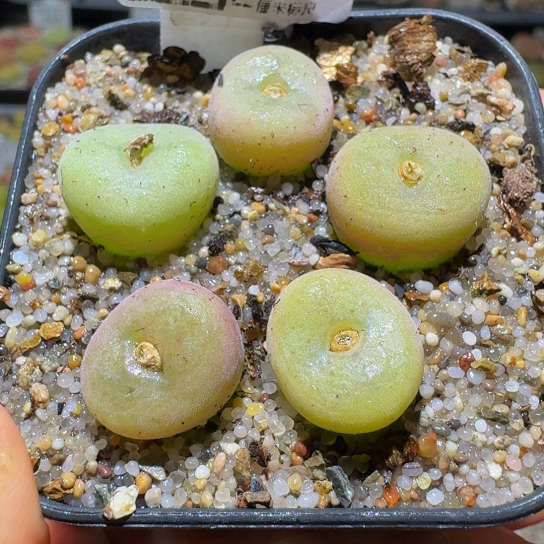 Sss清仓便宜出了146