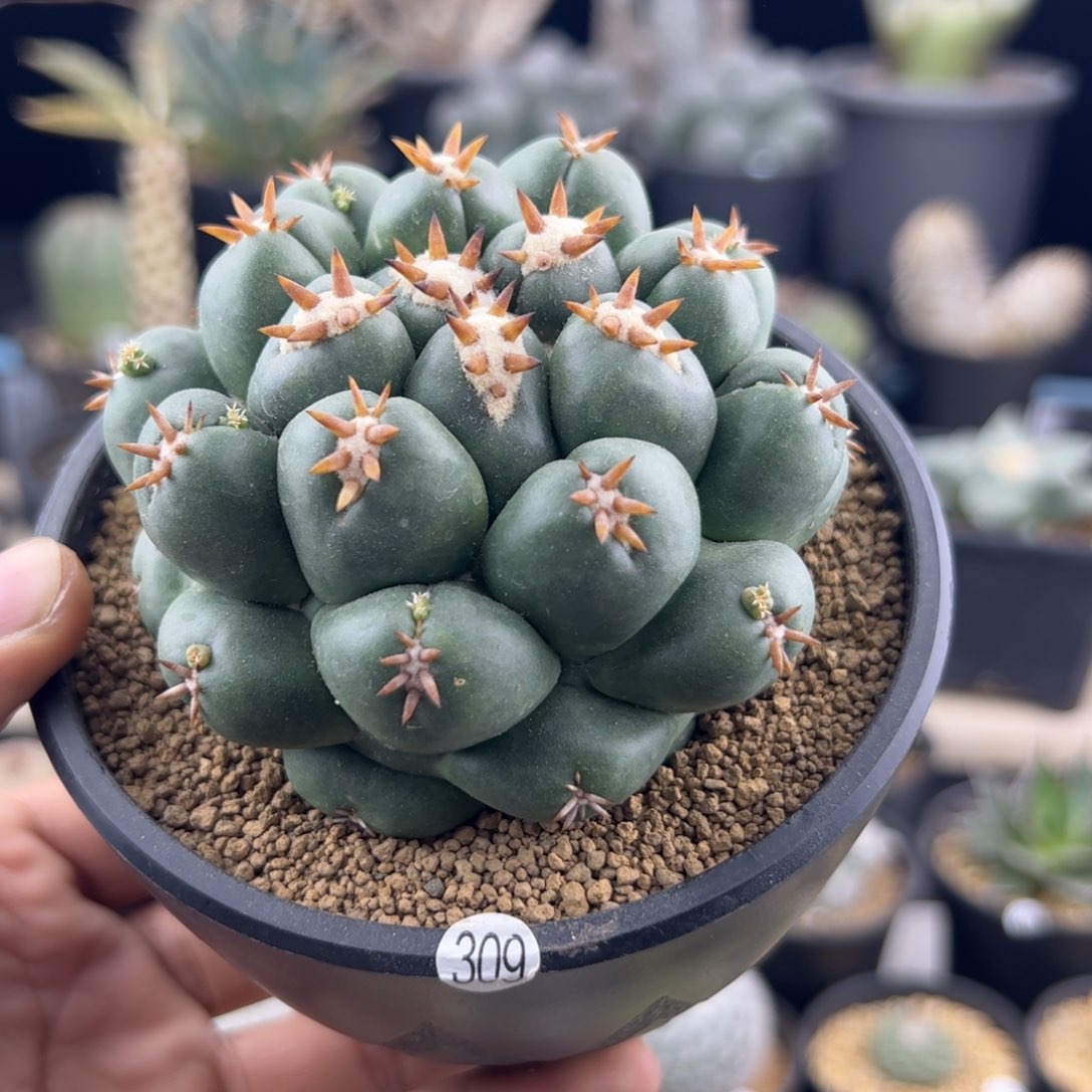 短豪刺象牙8.5一物一拍
