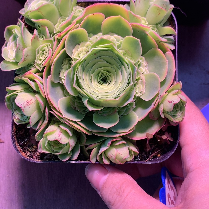 【闪购商品】臭*花千骨033