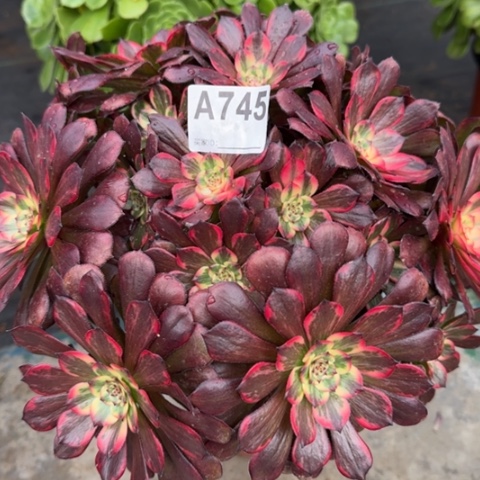 745烟花25厘米左右