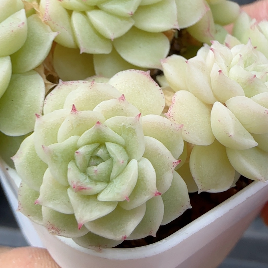 希*【闪购商品】0214-8（ppt-35）