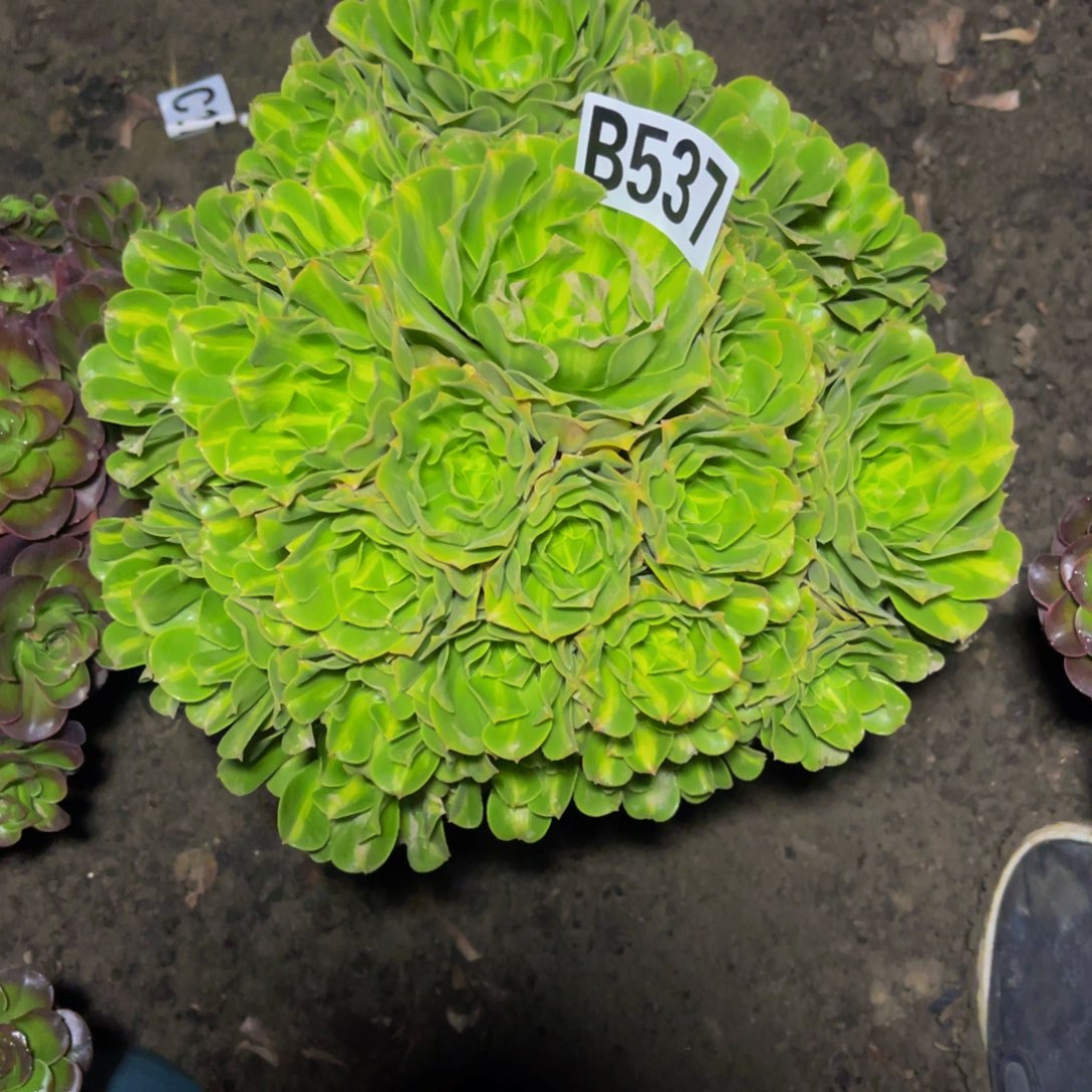 二代翡翠16/////33包邮