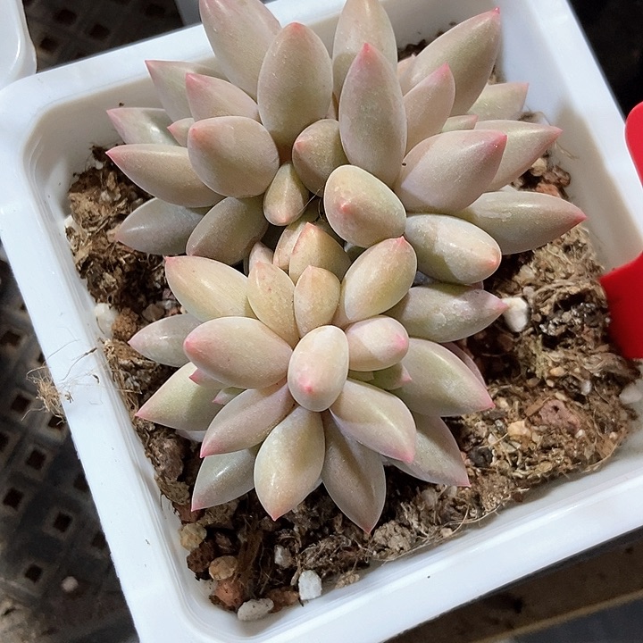 多肉植物红蜻蜓652