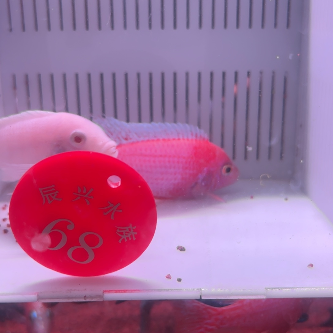 慈鲷鱼直播68号2条