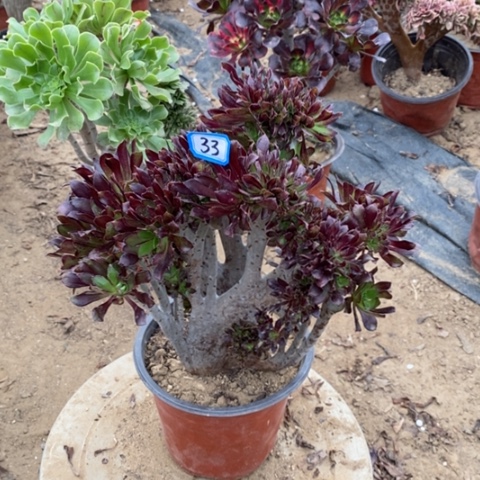 黑法师缀瑕疵一物一拍