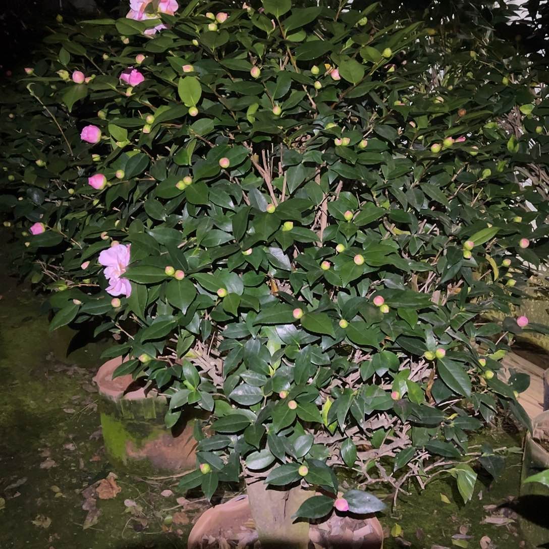 大部分花苞少量开放