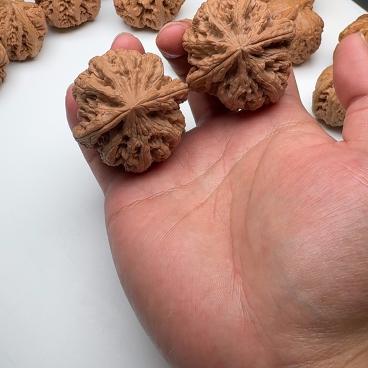 ****龙木质类大粗筋福利