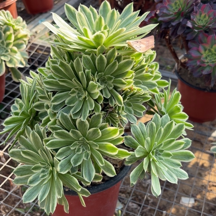 碧浪多肉法师6138