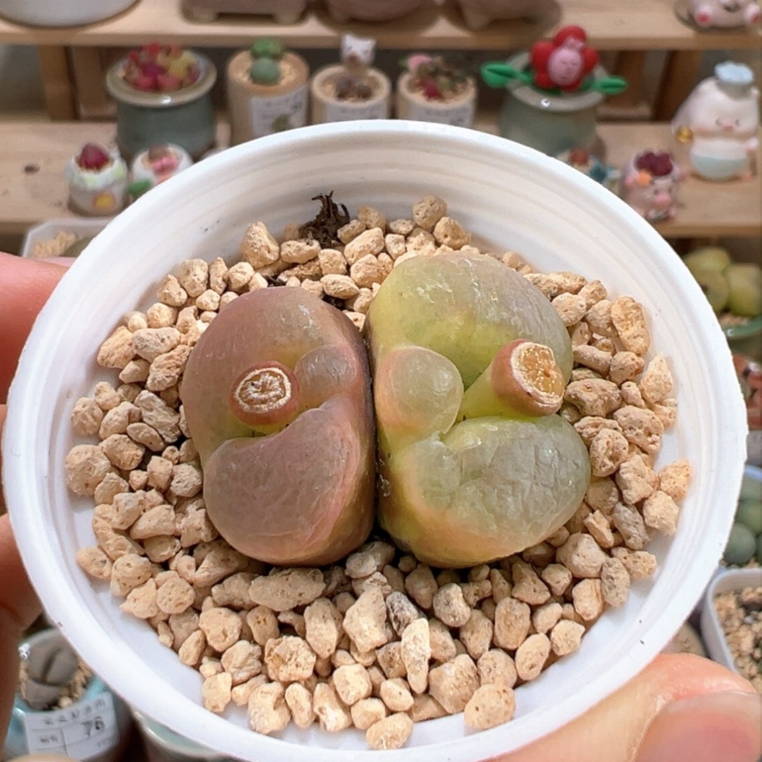 多肉植物88号双头